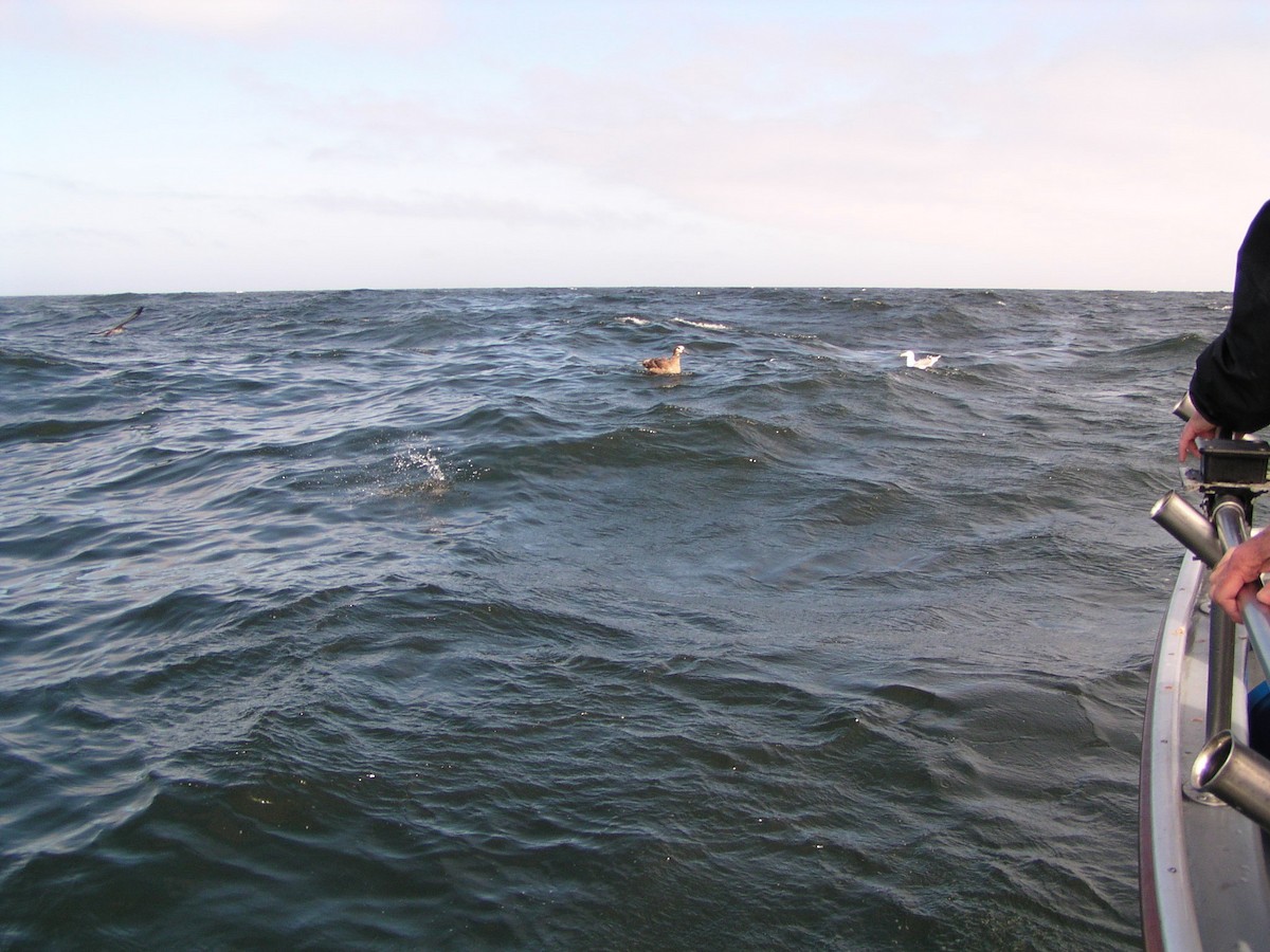 Black-footed Albatross - ML353463711