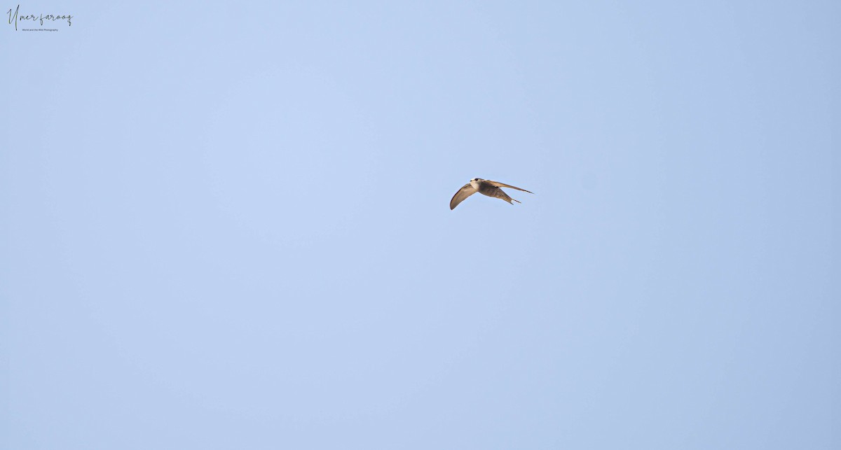 Pallid Swift - ML353463731