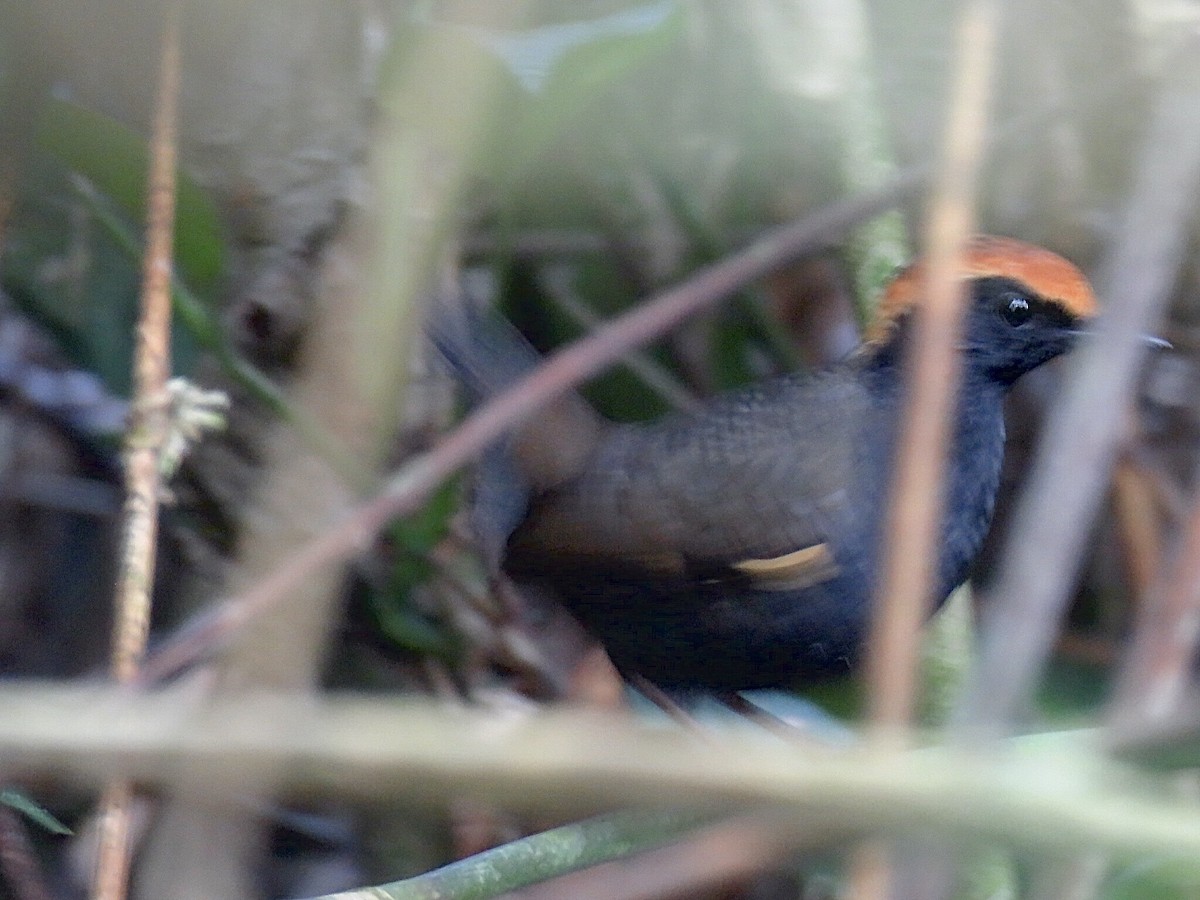 Rufous-capped Antthrush - ML353463941