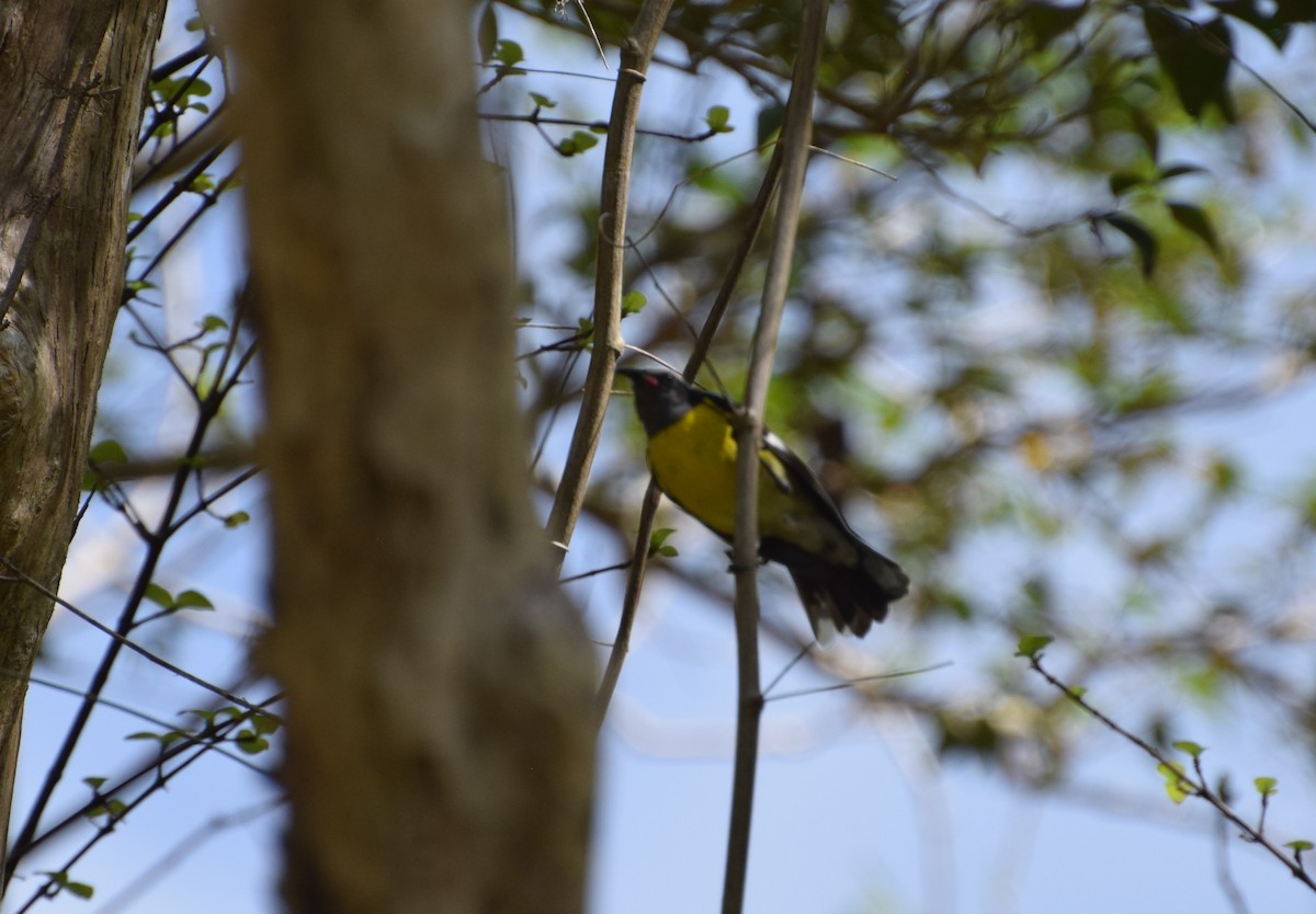 Bananaquit - ML353463981