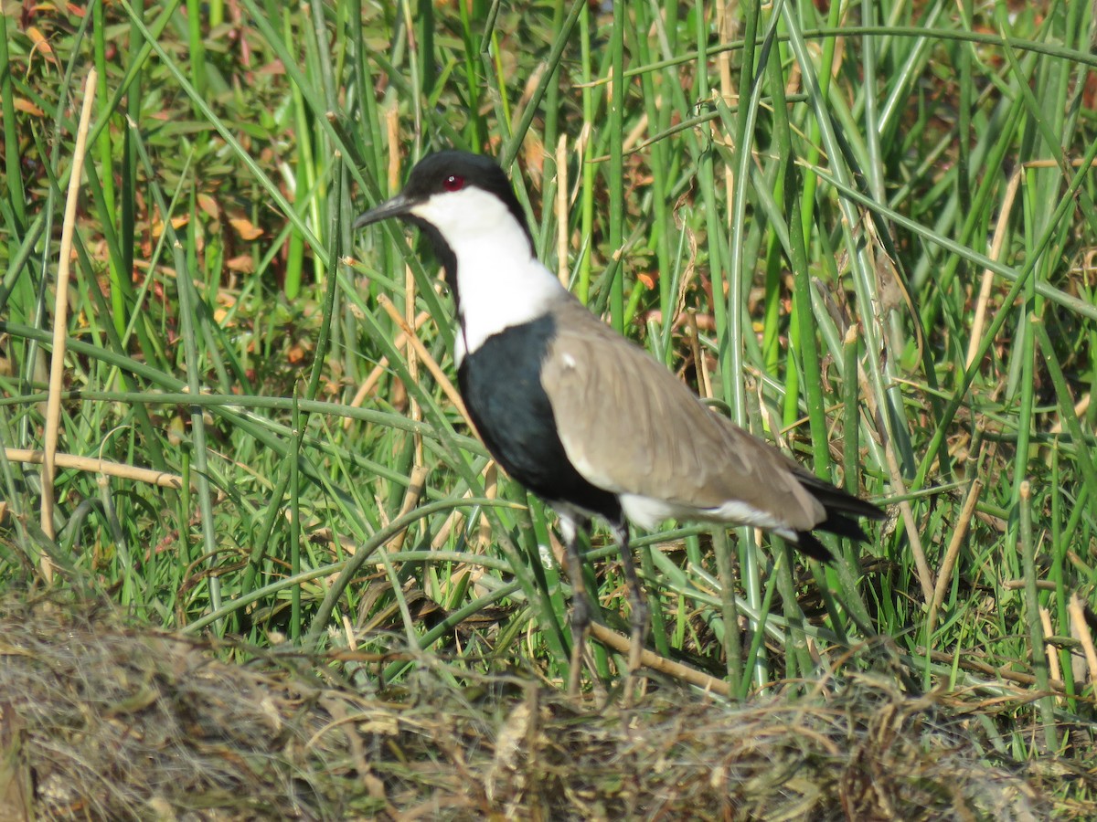 Spur-winged Lapwing - Antonio Xeira