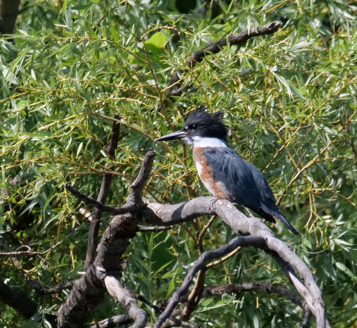 Belted Kingfisher - ML353464161