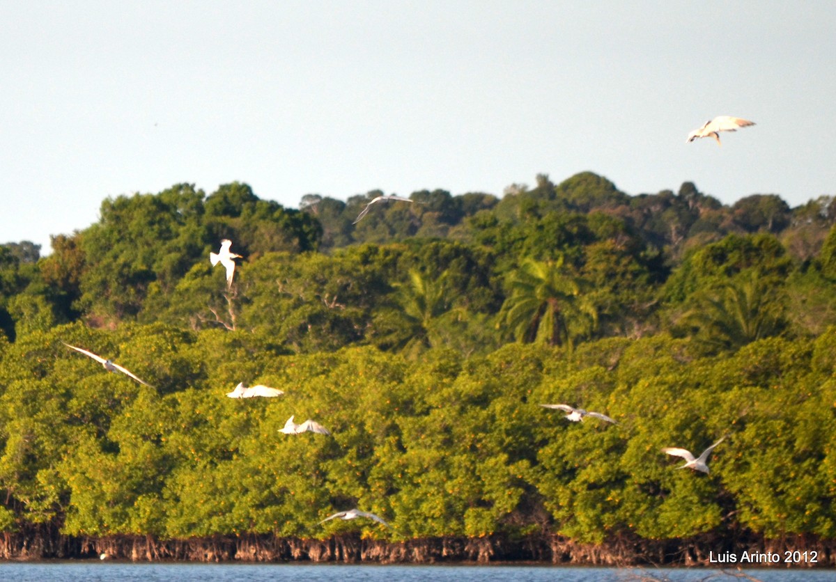 Large-billed Tern - ML353464571