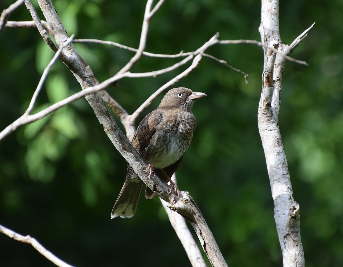 Pearly-eyed Thrasher - Jeff Palis