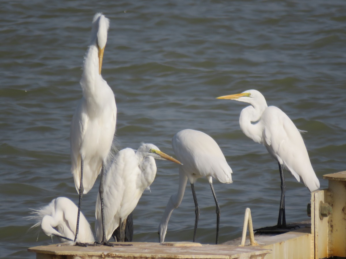 Yellow-billed Egret - ML353465381