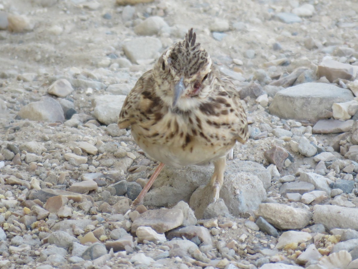 Crested Lark - ML353465731