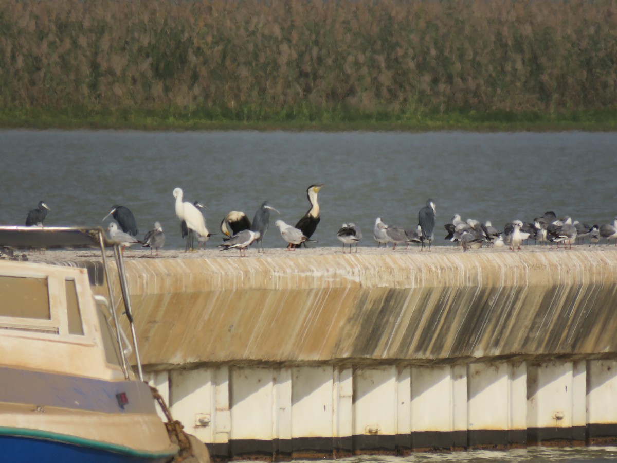 Great Cormorant - ML353465751