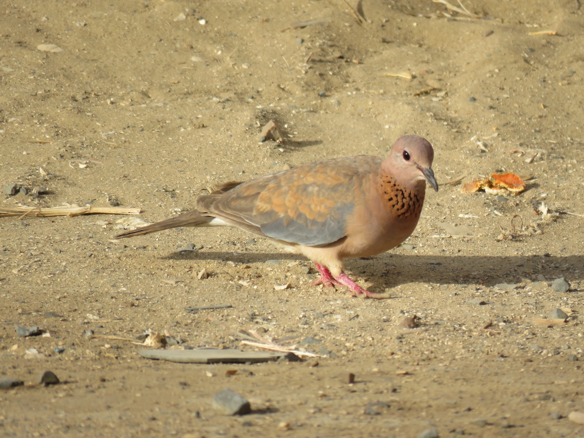 Tórtola Senegalesa - ML353465811