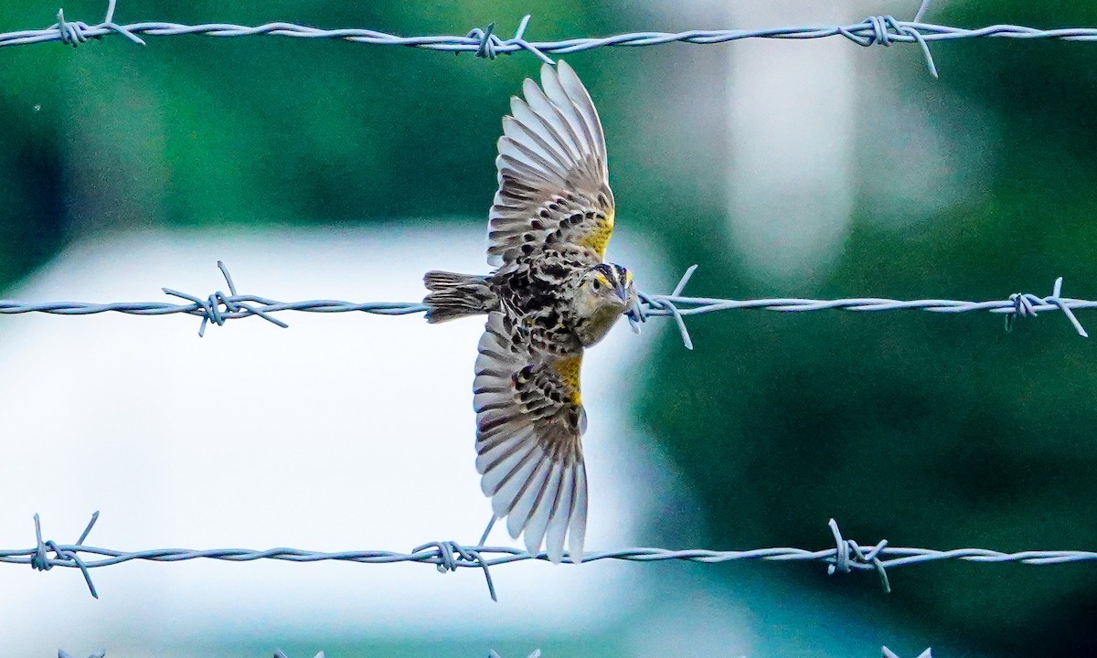 Grasshopper Sparrow - Gale VerHague