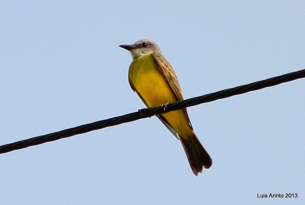 Tropical Kingbird - ML353468091