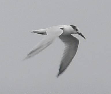 Sandwich Tern - Philip Laipis