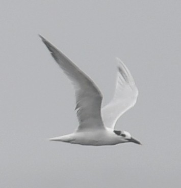 Sandwich Tern - Philip Laipis