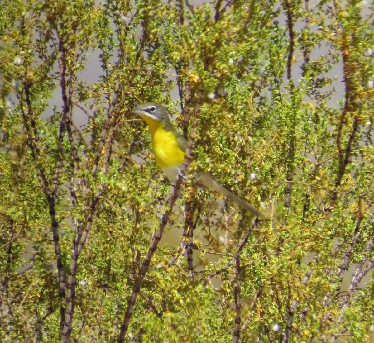 Yellow-breasted Chat - ML35347051