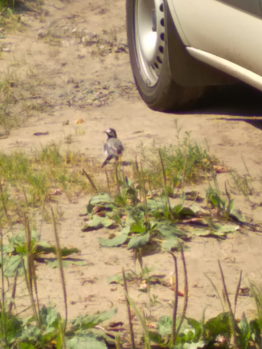 White Wagtail - Валерия Поворова