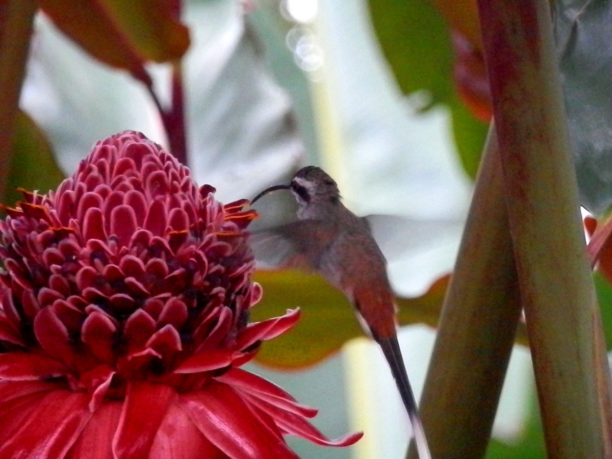 Sooty-capped Hermit - Scarlet  Cordero Seijas