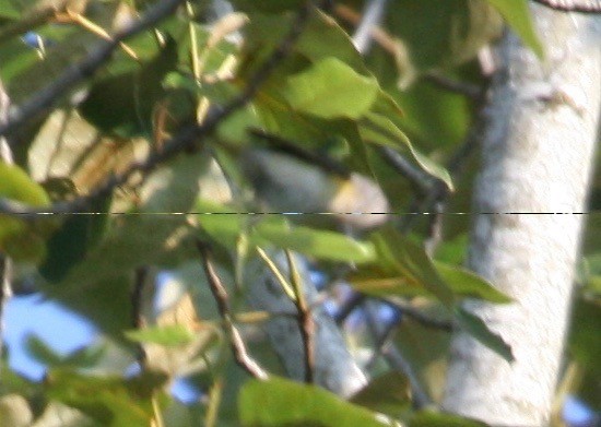 American Redstart - ML353471341