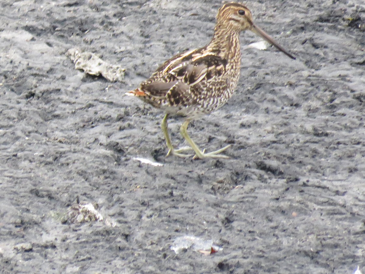 Pantanal Snipe - ML353472831