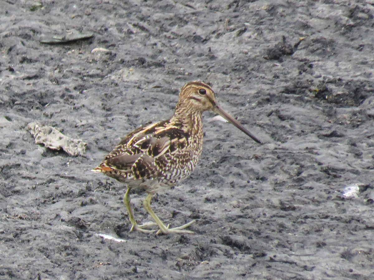 Pantanal Snipe - Romeu Gama