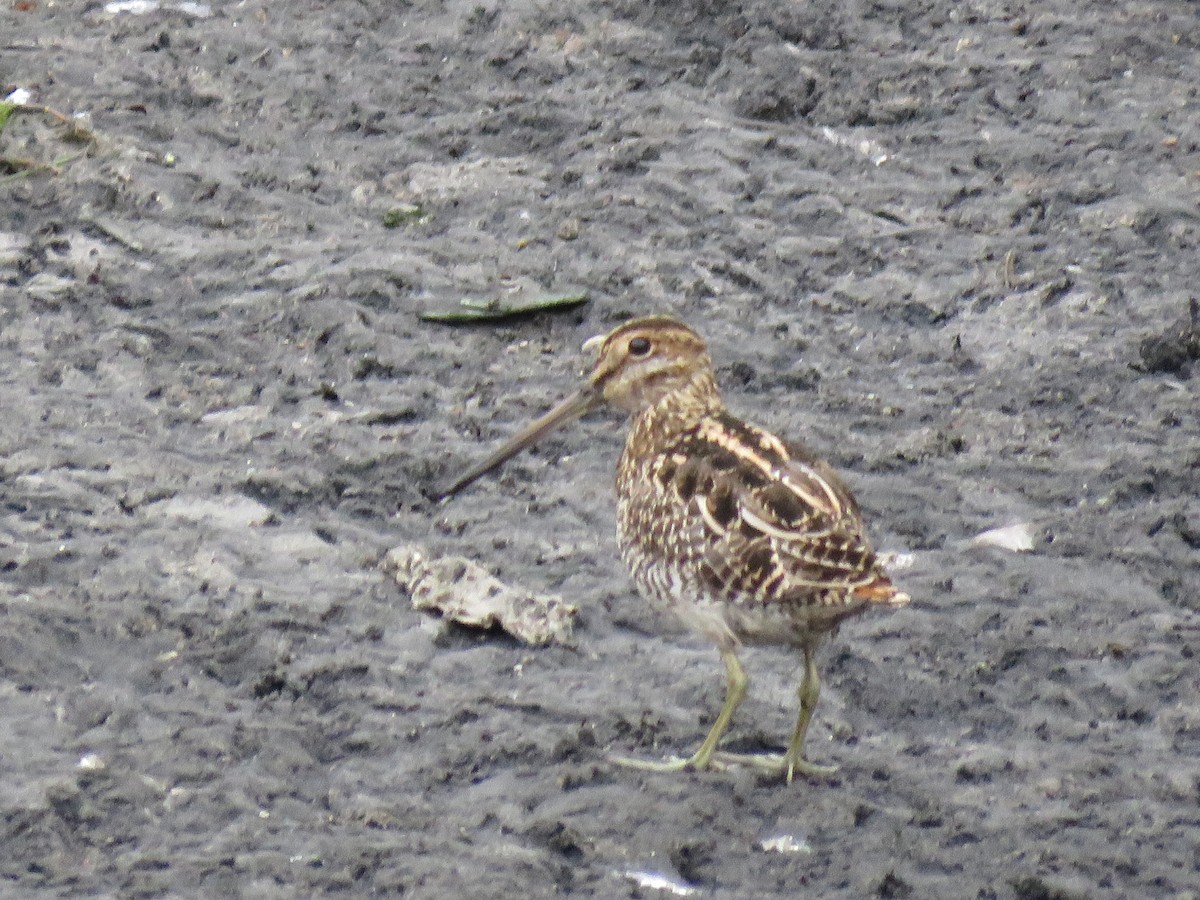 Pantanal Snipe - Romeu Gama