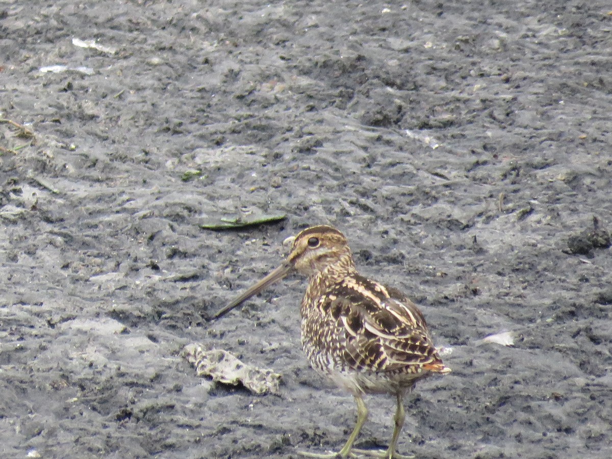 Pantanal Snipe - ML353473101