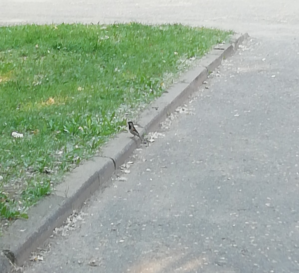 House Sparrow - Валерия Поворова