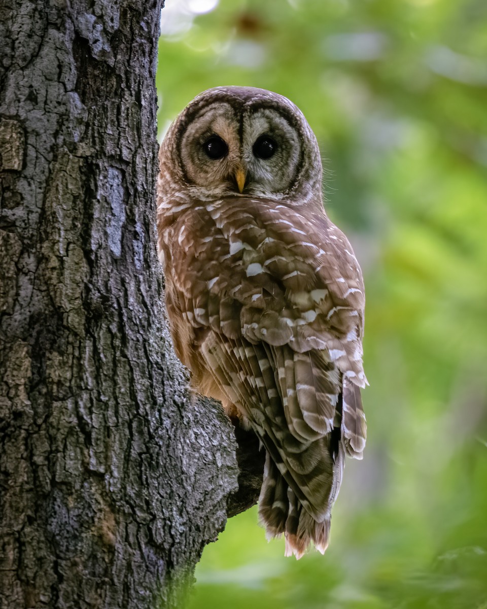 Barred Owl - ML353474761