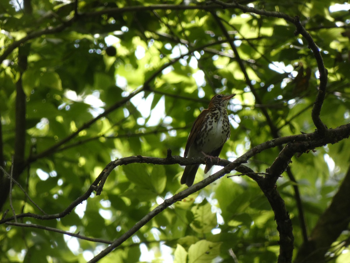 Wood Thrush - ML353477251