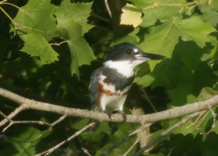 Belted Kingfisher - ML353477611