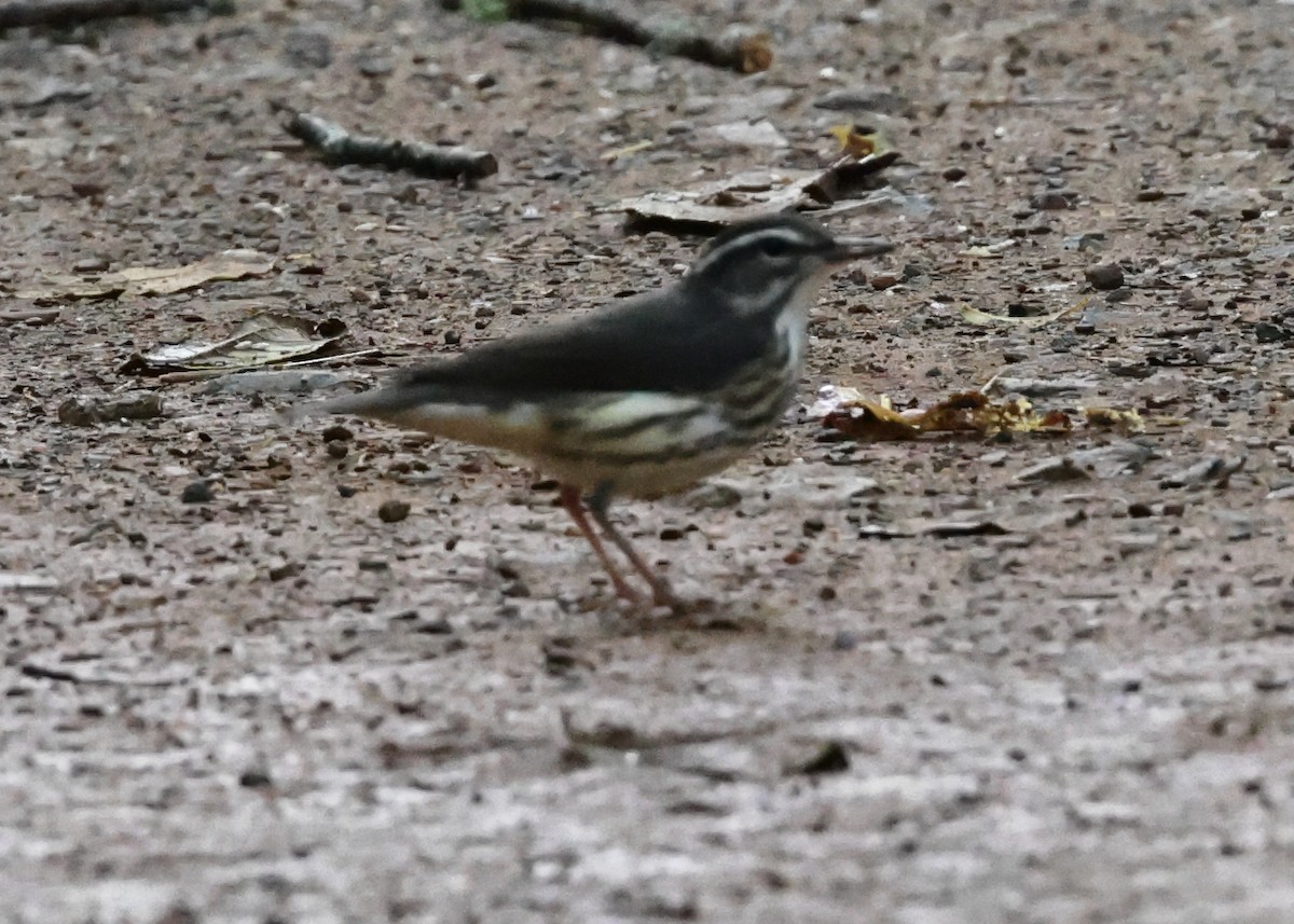 Louisiana Waterthrush - John Carter