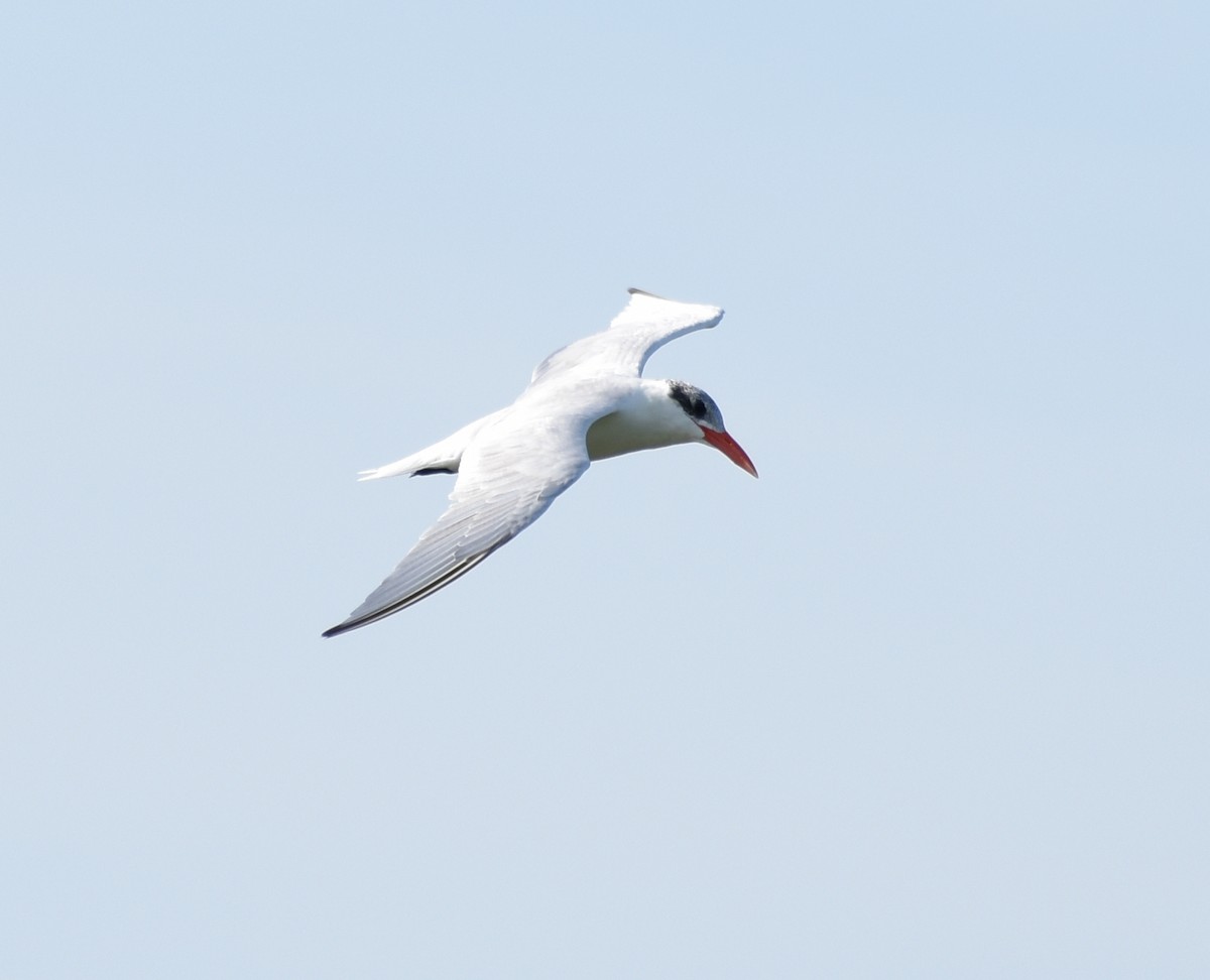 Caspian Tern - ML353479281