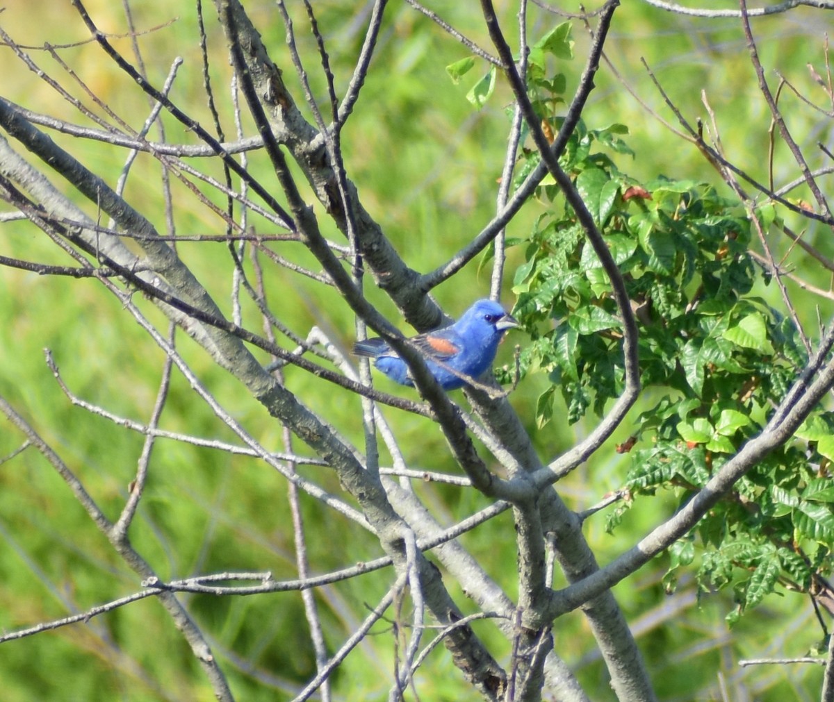 Blue Grosbeak - ML353479421