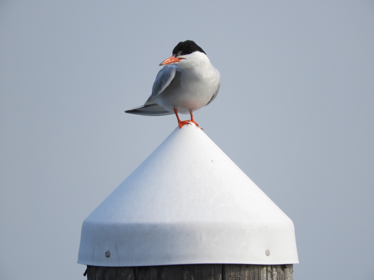 Common Tern - ML353480301