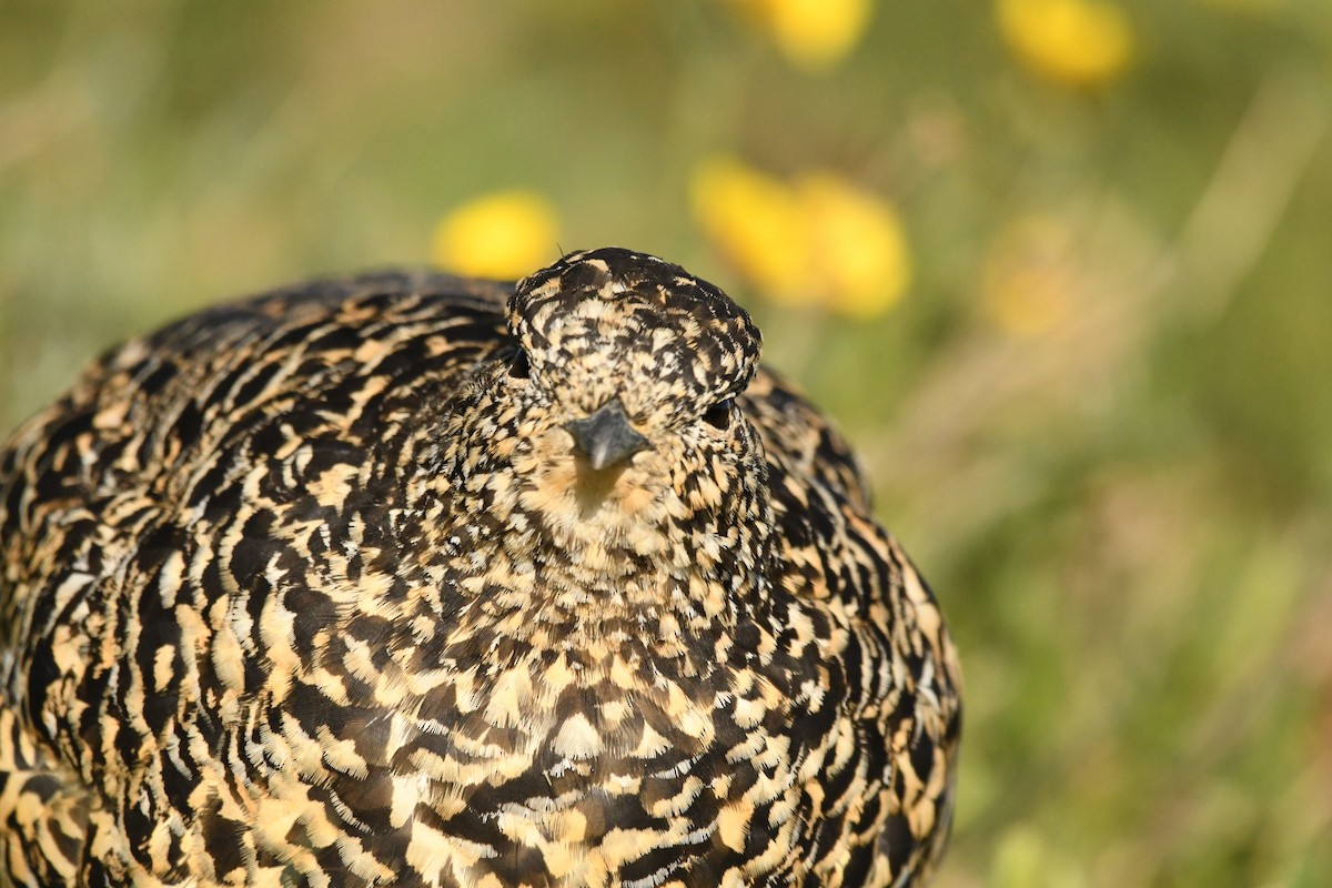 White-tailed Ptarmigan - Kai Miller