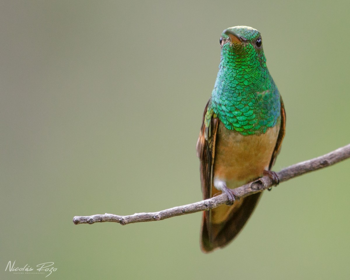 Chestnut-bellied Hummingbird - ML353481471