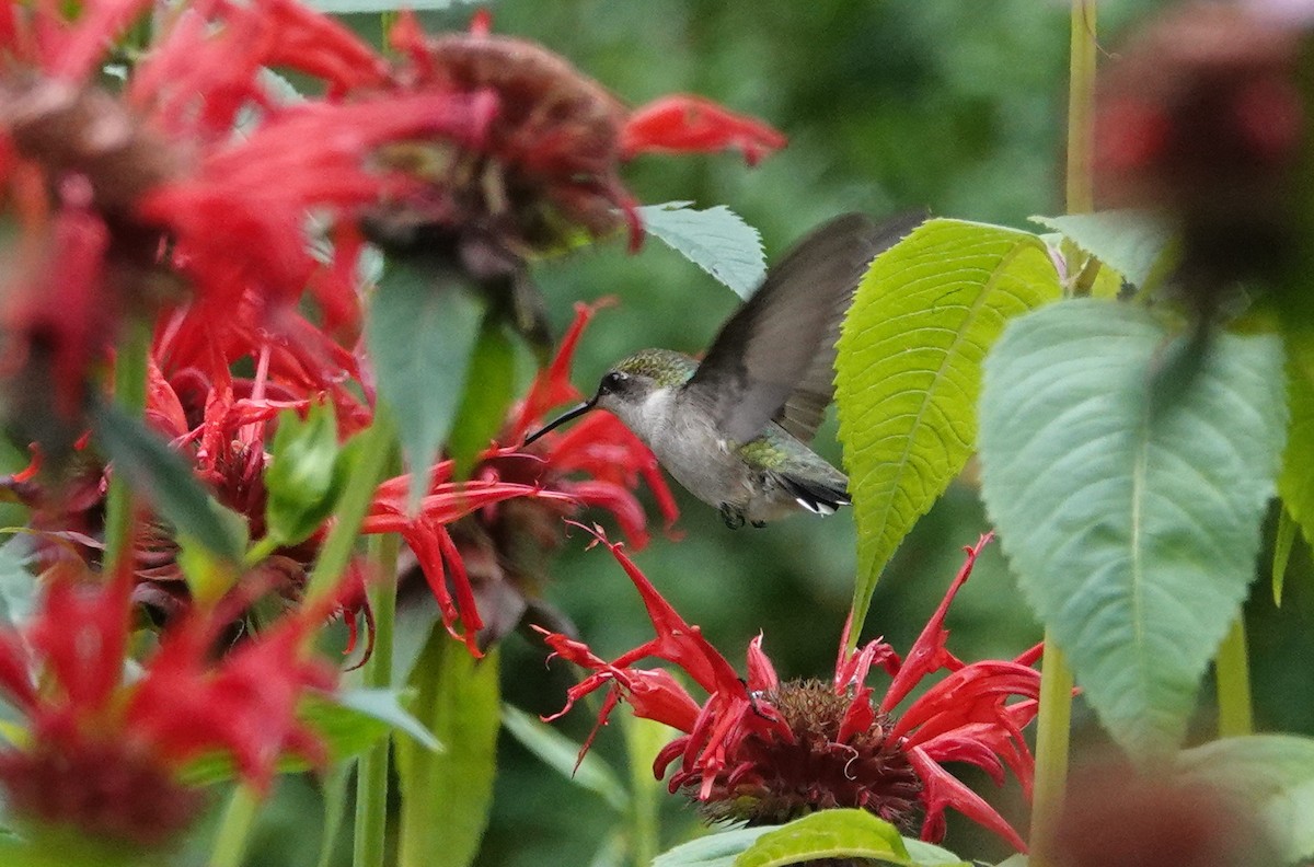 Ruby-throated Hummingbird - ML353482561