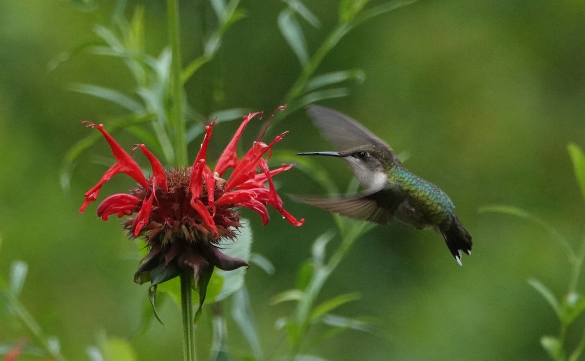 Ruby-throated Hummingbird - ML353482571