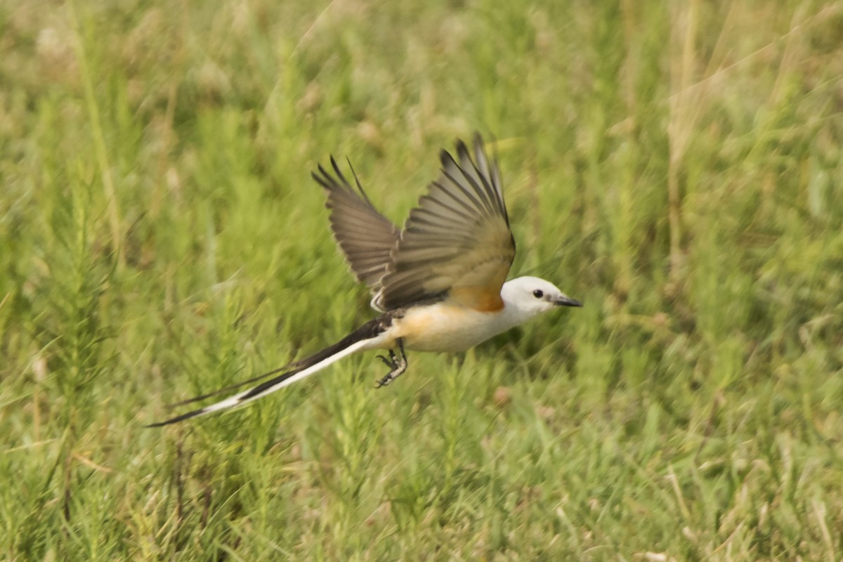 Scissor-tailed Flycatcher - ML35348311