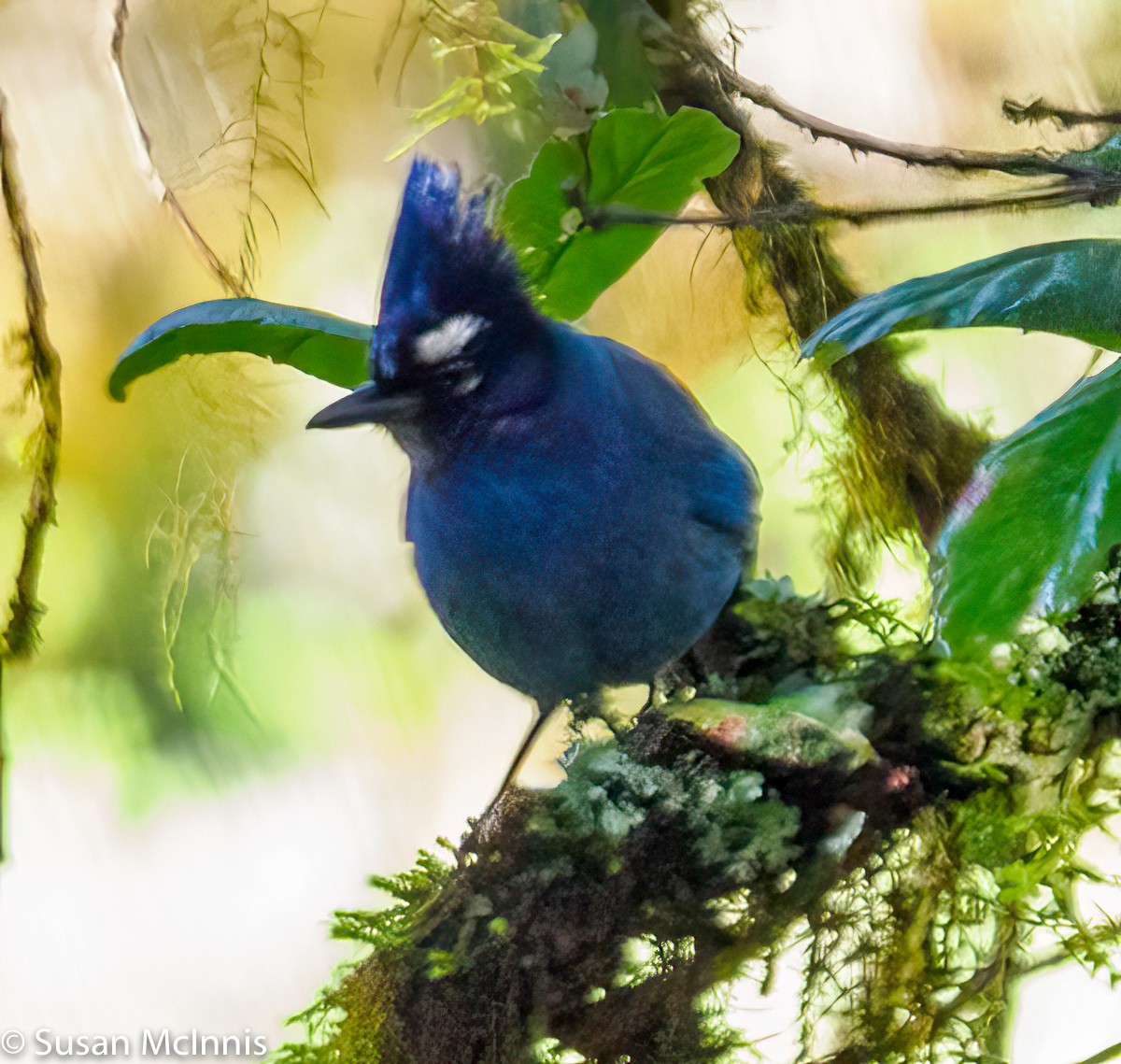 Steller's Jay - ML353483811