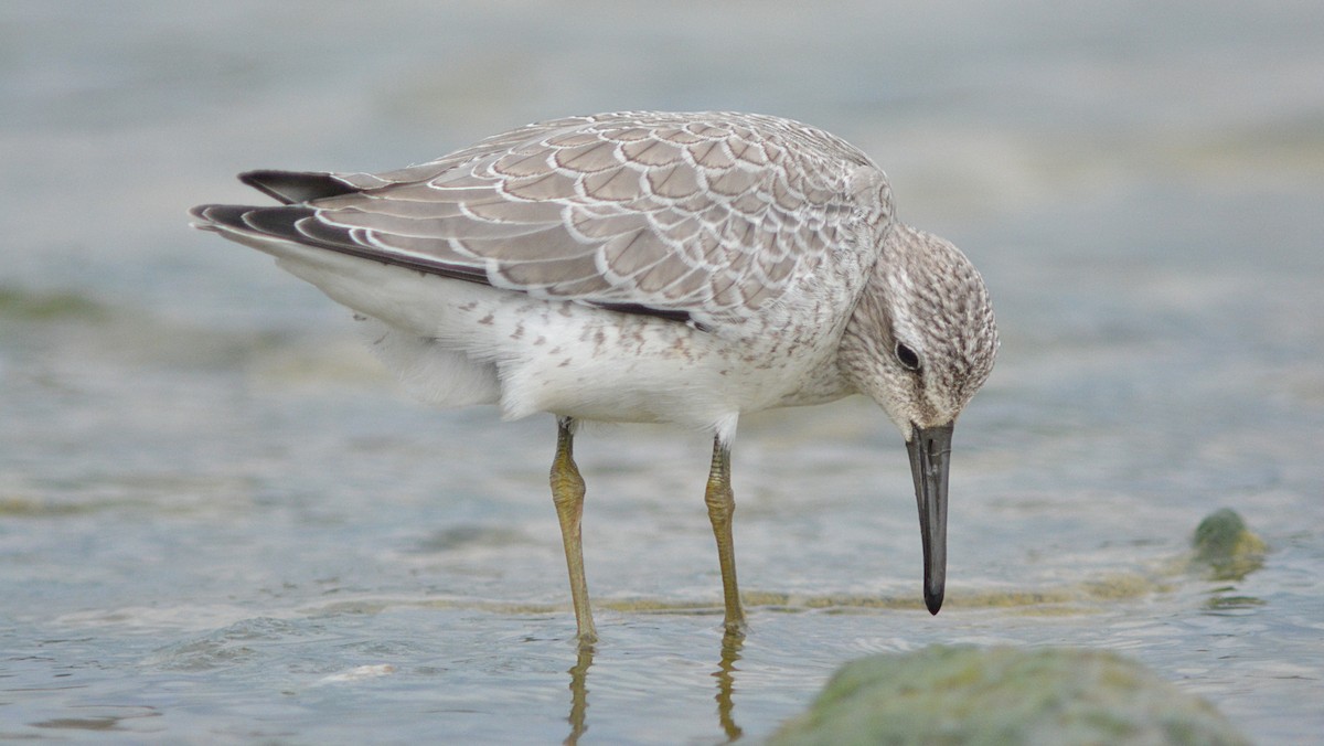 Red Knot - ML35348401