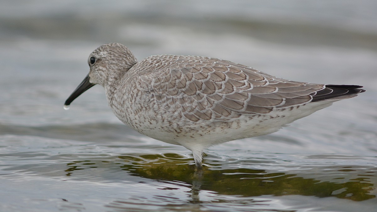 Red Knot - ML35348451