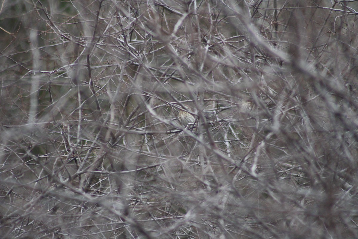 Purple Finch (Eastern) - ML35348571