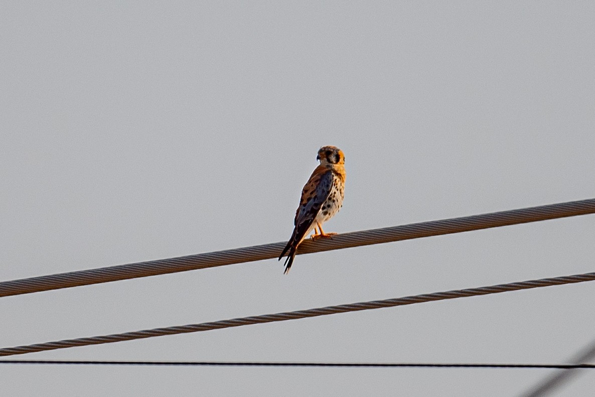 American Kestrel - ML353485761