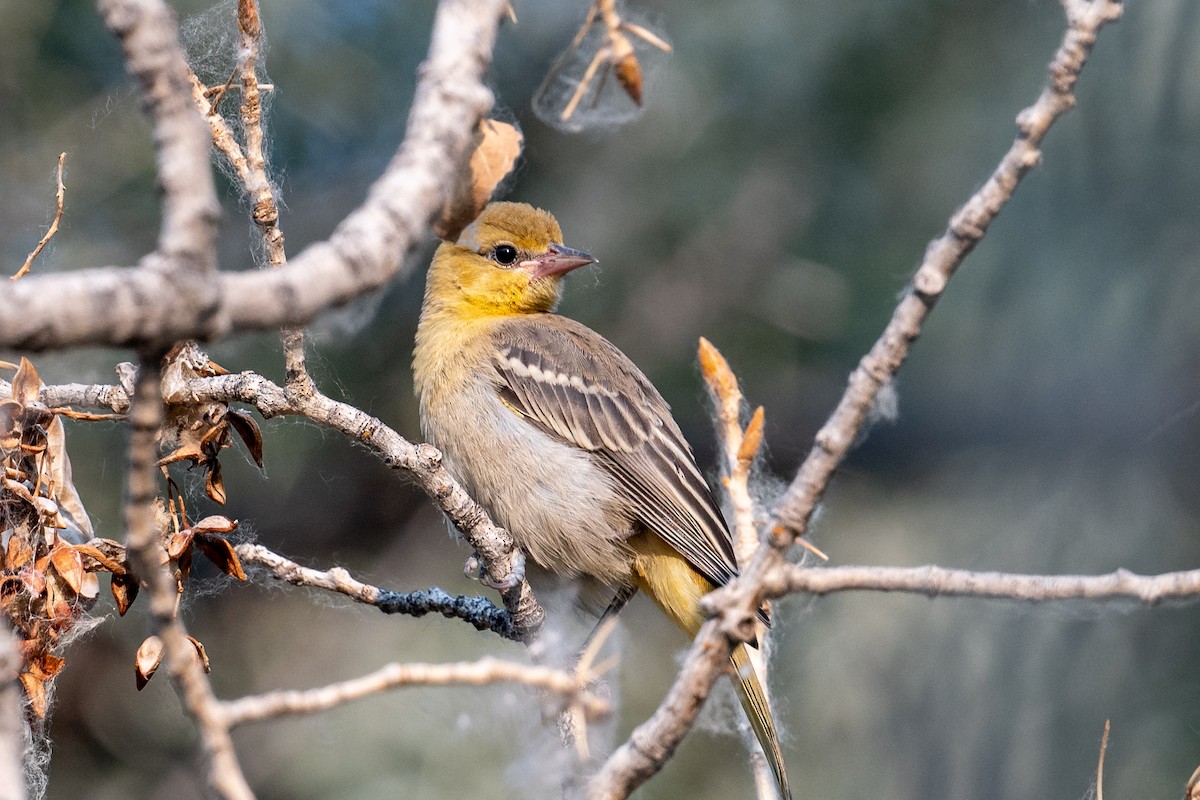 Bullock's Oriole - ML353485831