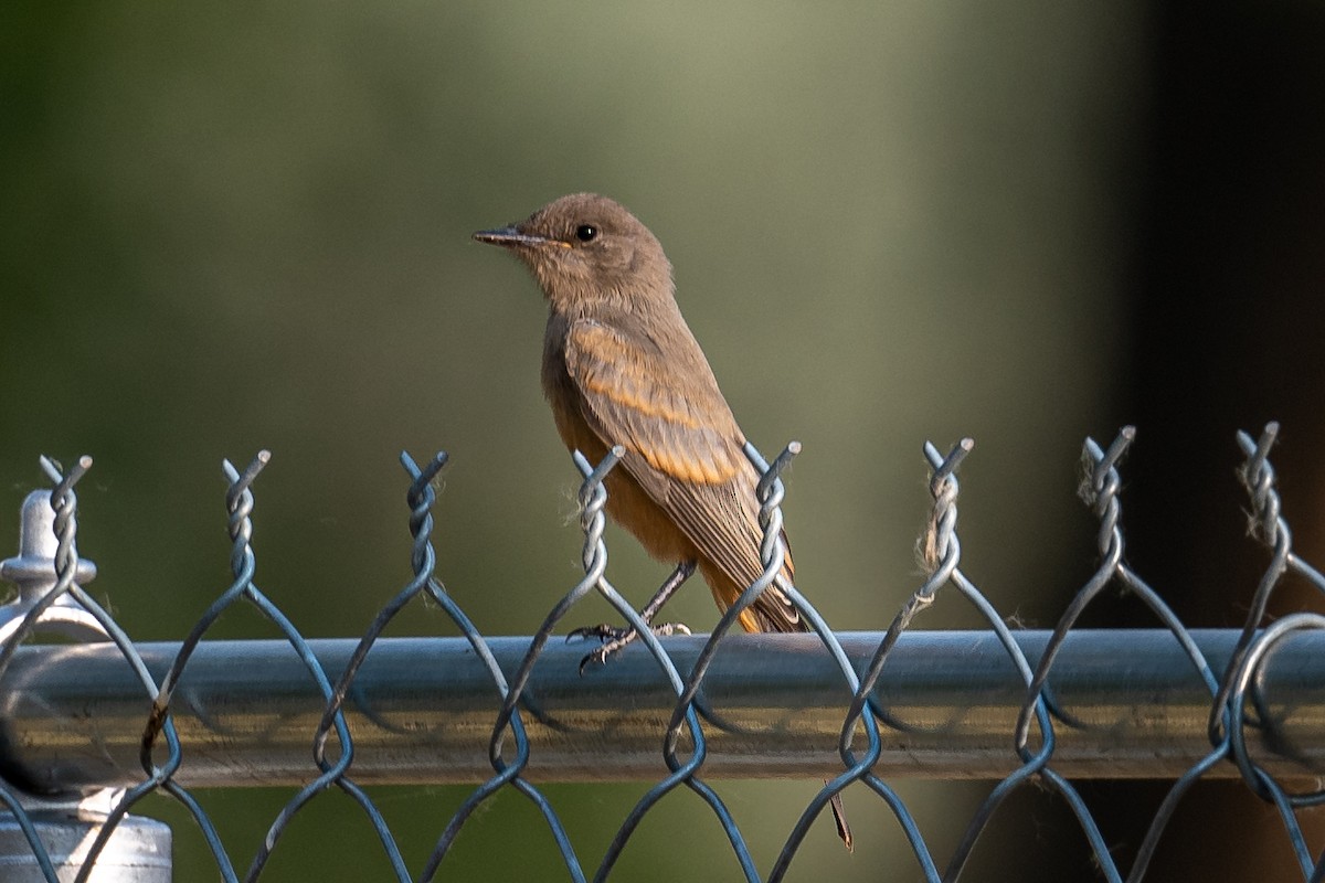 Say's Phoebe - ML353485851