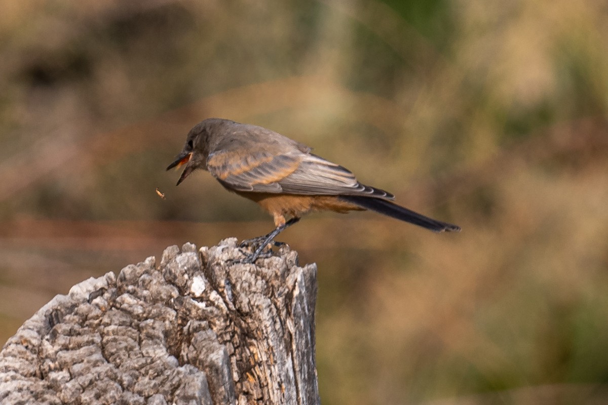 Say's Phoebe - ML353485861
