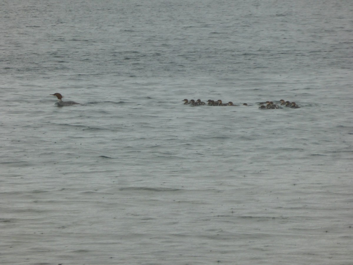 Common Merganser - ML353486341