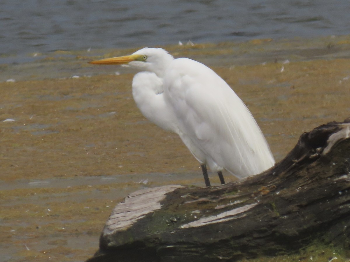 Great Egret - ML353486411