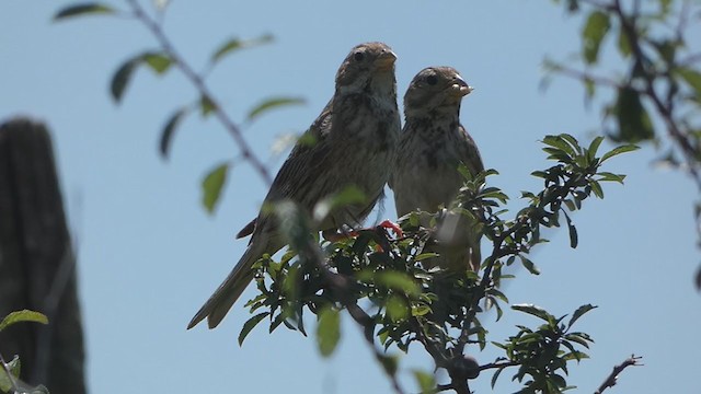 Corn Bunting - ML353486431