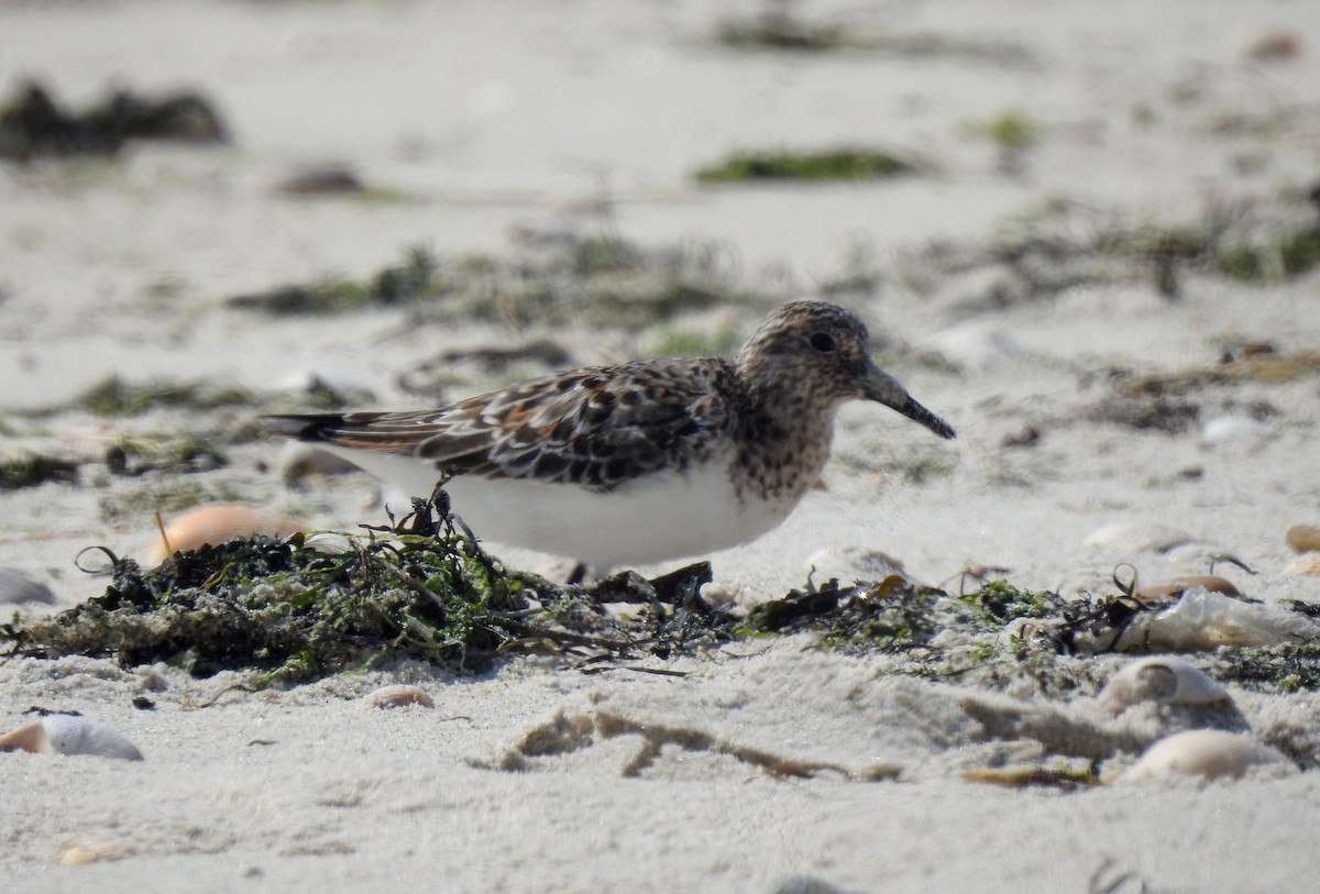 Sanderling - ML353486641