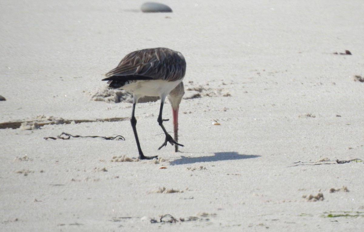 Bar-tailed Godwit - ML353487241